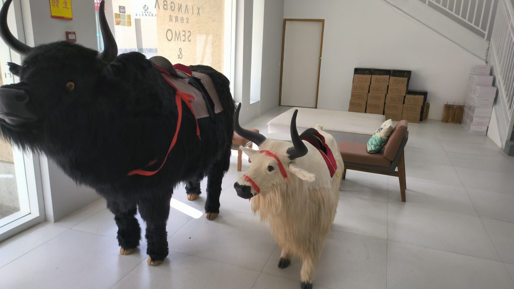 Vida nómada Yaks del Tíbet